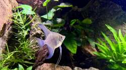 Besatz im Aquarium Andrews Dream