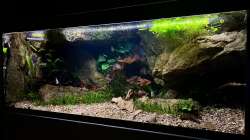 Dekoration im Aquarium Andrews Dream