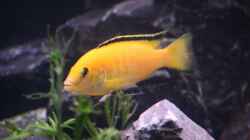 Labidochromis yellow( m)