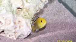 Labidochromis yellow Weib