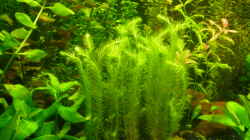 Pflanzen im Aquarium existiert in der Form nichtmehr