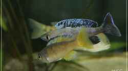 cyprichromis leptosoma kitumba
