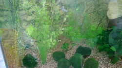 Pflanzen im Aquarium Becken 2