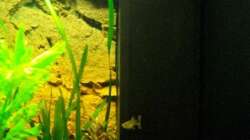 Technik im Aquarium Juwel Rio 180