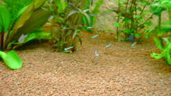 einige rote Neons und der schwarzen Phantomsalmler