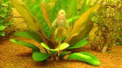 1 der 2 Antennenwelse, im Hintergrund ein Schwarm roter Neons