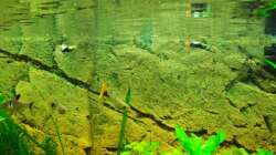 Besatz im Aquarium Juwel Rio 180