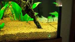 Besatz im Aquarium Juwel Rio 180