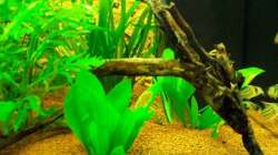 Dekoration im Aquarium Juwel Rio 180