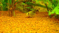 Besatz im Aquarium Juwel Rio 180