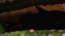 Petricola Siluhette 05.11.2009