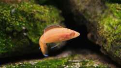 P nigripinnis (sehen in wirklichkeit brillianter aus) 05.11.2009