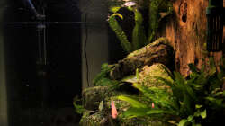 Seitenansicht vom 21.11.2009