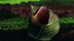 Apfelschnecke 05.11.2009