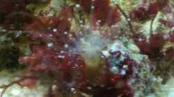 Wahrscheinlich eine Korallenanemone
