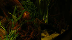 Pflanzen im Aquarium 112 Südamerika,N