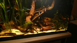 Aquarium 112 Südamerika,N