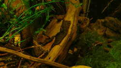 Dekoration im Aquarium 112 Südamerika,N