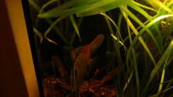 Besatz im Aquarium 112 Südamerika,N