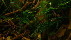 Pflanzen im Aquarium 112 Südamerika,N