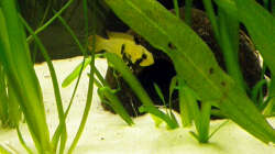 Panduroweibchen,leider tot