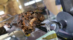 Dekoration im Aquarium 112 Südamerika,N