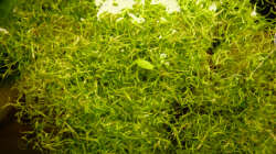 Pflanzen im Aquarium 112 Südamerika,N