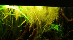 Pflanzen im Aquarium 112 Südamerika,N