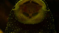 Jetzt weiß ich auch,warum einige Leute zu solchen Welsen Scheibenknutscher sagen