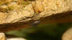 Julidochromis maleri Jungfisch