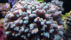 Pflanzen im Aquarium A Piece of Reef Obsolete