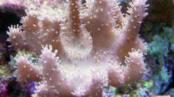 Pflanzen im Aquarium A Piece of Reef Obsolete