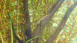 Amano-Garnele und am Stamm vermutlich Eier der Corydoras panda