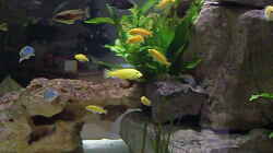 Labidochromis caeruleus , yellow