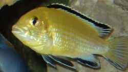 13.2.2010  Labidochromis caeruleus , yellow