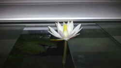 Der Lotus blüht