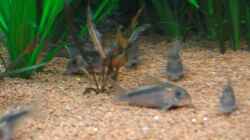 fleißige Kerlchen; die Beifische Corydoras aeneus