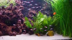 Aquarium Vergesellschaftung(nur als Beispiel)