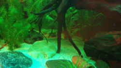 Aquarium Südamerikanische Unterwasserwelten