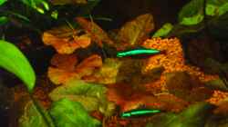 roter Tigerlotus mit rotem Neon - 16.03.10 -