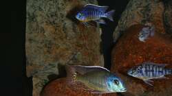 Linke Beckenhälfte mit Schnellfiltermodul