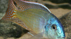Tramitichromis Red Flush