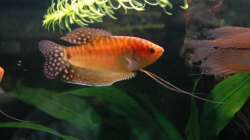 Fadenfische