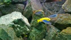 Besatz im Aquarium Mbuna- Juwel Rio 400