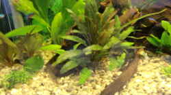 Pflanzen im Aquarium Becken 15724