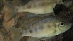 Cyathopharynx furcifer