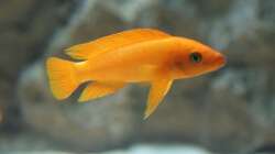 Neolamprologus longior