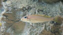 Besatz im Aquarium Tanganjikabecken (nur noch als Beispiel