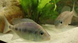 Besatz im Aquarium Tanganjikabecken (nur noch als Beispiel