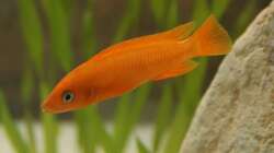 Besatz im Aquarium Tanganjikabecken (nur noch als Beispiel